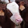 Le foirail de Bourg-en-Bresse Le foirail de Bourg-en-Bresse
